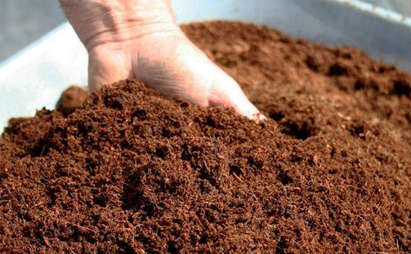 Coconut Peat Powder